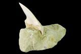 Fossil Mako Shark Tooth On Sandstone - Bakersfield, CA #144424-2